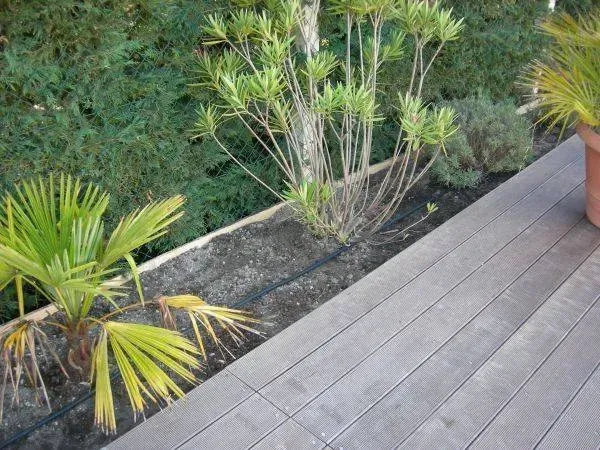 Taille de haie à Sainte-Hélène